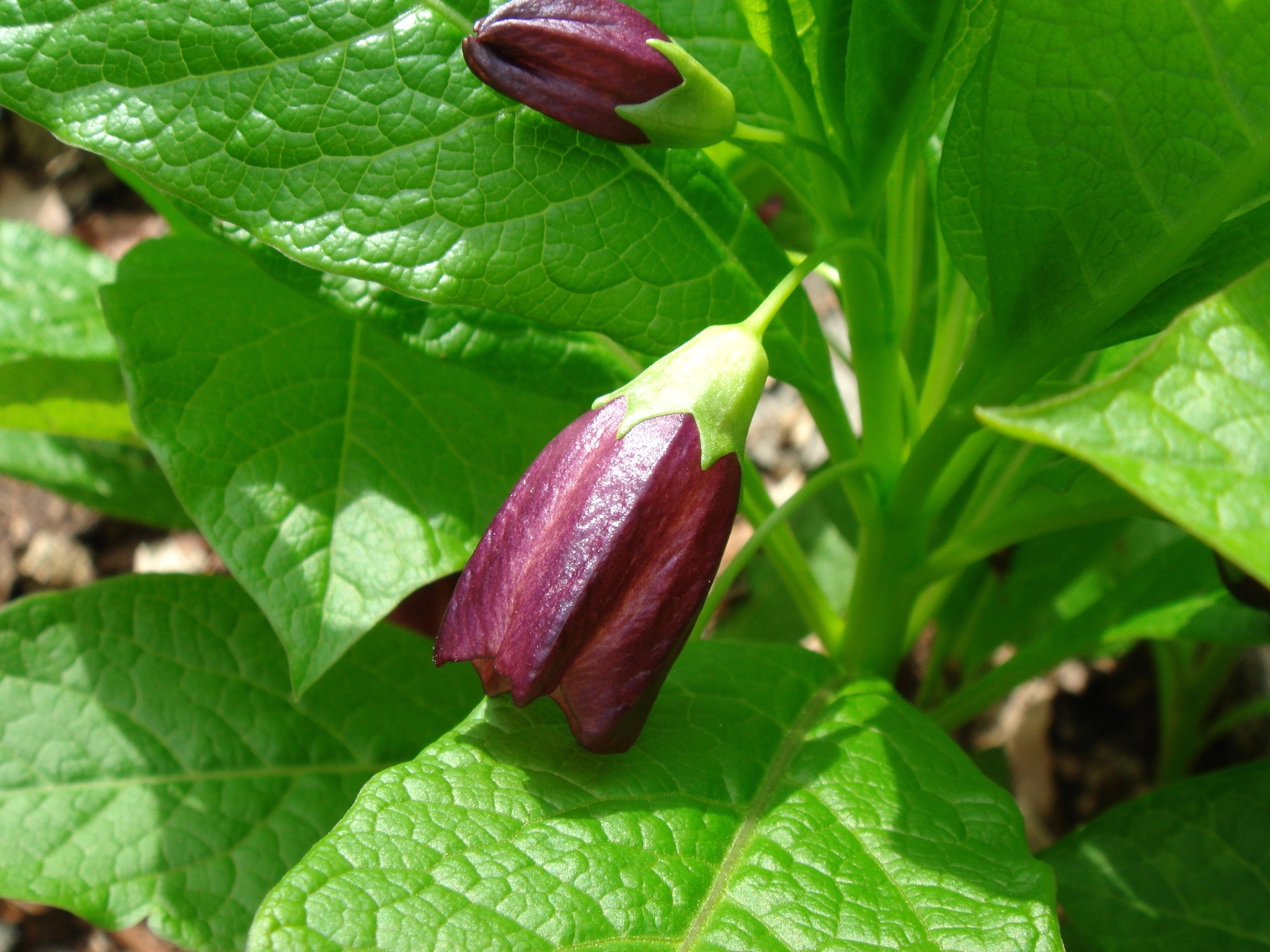 Scopolia japonica Maximovicz